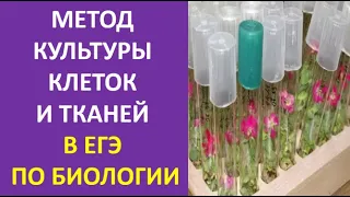 11. Метод культуры клеток и тканей в ЕГЭ по биологии