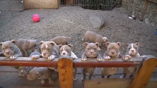 THE MOST BEAUTIFUL PUPPIES AMERICAN BULLY POCKET CHAMPAGNE & LILAC COLOR FOR SALE/ONLY 2 MONTHS OLD