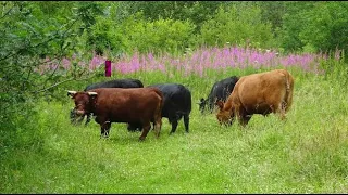 An Introduction to Conservation Grazing of Meadows   Part 1