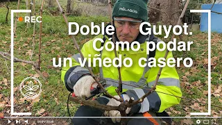 Curso de poda Doble Guyot en viñedo casero. Clase Práctica + Teoría.