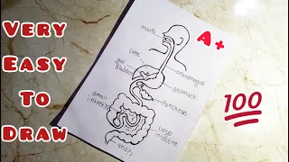 Digestive System Of Human Body || Biological Digestive System Diagram with name
