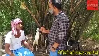 black and white goat best comedy video