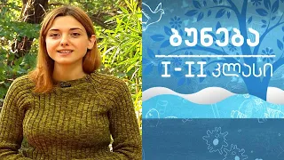 ბუნება, I-II კლასი - მცენარეები #ტელესკოლა