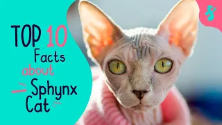 Most Amazing Top 10 Facts about Sphynx Cat | Furry Feline Facts