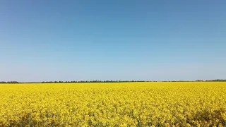 ТЕРМІНОВО рятуємо бджіл від морозу.