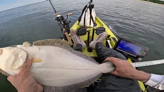 shallow water FLUKE (summer flounder) on the Northshore