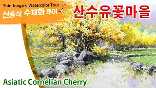 신종식수채화투어[산수유꽃마을]watercolor painting TV foundation 水彩画, 水彩畫, Aquarelle, акварельный, a flower plant