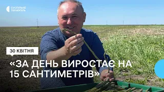 На Тернопільщині збирають спаржу