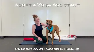 Yoga with Max (Highlights) - Cute Shelter Dog is VERY helpful!