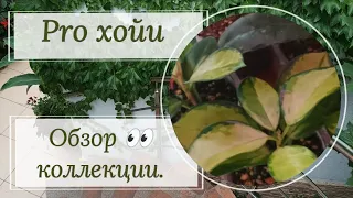 Хойи, обзор коллекции, или как я запорола пересадки...