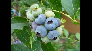 голубика Нельсон, Денис, Бригитта, Легаси и др.  Обзор. Blueberry.