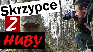 Grzyby nadrzewne (huby) - leśne pasożyty, czy pożyteczne grzyby - Tego o nich nie wiesz...