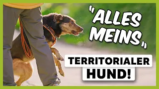 Territoriale AGGRESSIONEN beim Hund: Wie du das Verhalten endlich STOPPST [LIVE BEISPIEL]