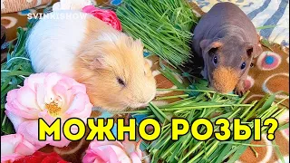 ВПЕРВЫЕ ПРОБУЮТ РОЗУ 😜 РЕАКЦИЯ МОРСКИХ СВИНОК НА КЛУБНИКУ, МЯТУ SvinkiShow