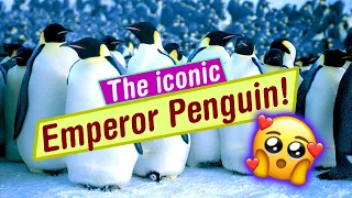 The fabulous Emperor Penguin!