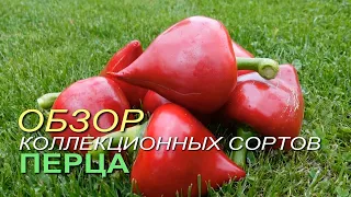 Обзор КОЛЛЕКЦИОННЫХ сортов ПЕРЦА! Советы от ЗЕЛЕНОГО ОГОРОДА!