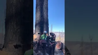 Jacking one over with my fiancé. #treebeing #logging #chainsaw #womenempowerment