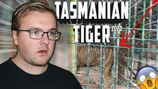 IS THIS A TASMANIAN TIGER IN 2020?