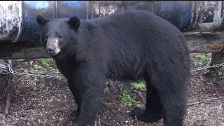 20 HUGE BEARS SHOT COMPILATION