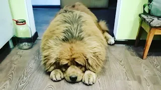 Тибетский мастиф Tibetan mastiff. Бархан 1 годик