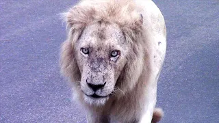 Casper the White Lion Contact Calling His Brothers