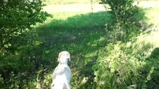 engleski poenter ares - marka na jarebice 5 (english pointer and partridge)