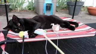 Boo Day 7 - Training And Socializing A Feral Cat - Boo Has A New Toy