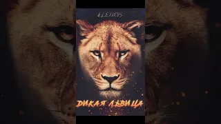 Дикая львица 🦁 // ALEX & RUS // Wild lioness 🦁 #shorts