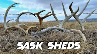 Shed Hunting 2023 Big Dead Heads! Searching For Huge Brown Mule Deer Horns