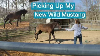 Picking Up My New Wild Mustang | 100 Days with a Wild Mustang