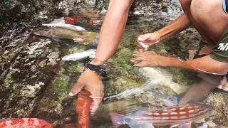 unang sabak palang ng Bata giant grouper agad ang nadali sa spot nato 😱