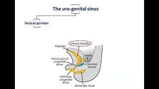 Development of the Urinary Bladder - Dr. Ahmed Farid