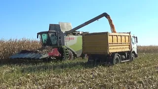 Комбайн Claas Lexion 760 работает на уборке кукурузы