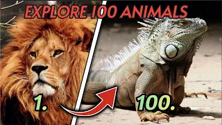 100 ANIMALS YOU MUST KNOW | FACTS ABOUT ANIMALS