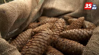 От семечки до взрослого саженца: В Вологодской области работает питомник по выращиванию сеянцев ели