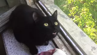 Funny cat. Broken cat.  Кот сломался. Приколы)