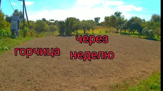 Горчица через неделю.