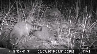 Raccoon Buffet! GardePro A3 Trail Cam 1st Night Video Testing