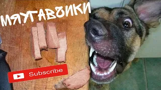 10 МИНУТ СМЕХА ДО СЛЁЗ | ЛУЧШИЕ ПРИКОЛЫ 2021 МАЙ | Best Coub 2021