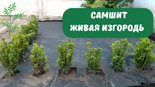 🌲САМШИТ. Живая изгородь из самшита. Бордюр из самшита.