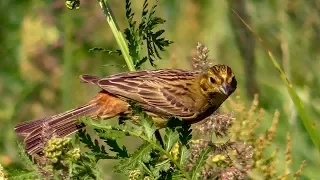 Овсянка обыкновенная [Emberiza citrinella]