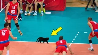 Funniest Moments in Volleyball History (HD)