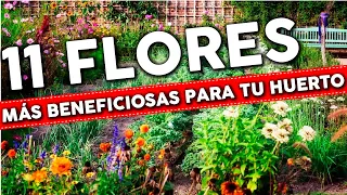 Que FLORES plantar en el HUERTO y las asociaciones más beneficiosas