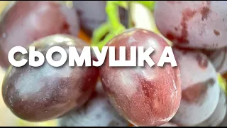 🍇 СЬОМУШКА. РАННІЙ МОРОЗОСТІЙКИЙ ВИНОГРАД.