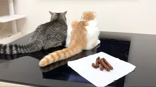 猫のおしりにかりんとうを置いてみたら反応がかわいすぎましたwww