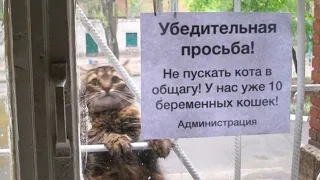 ПРИКОЛЫ КОТЫ 2021 СМЕШНЫЕ КОШКИ И КОТЫ ПРИКОЛЫ С КОТАМИ И КОШКАМИ кушакӗсем cats jokes