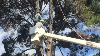 DEAD Pine Removal