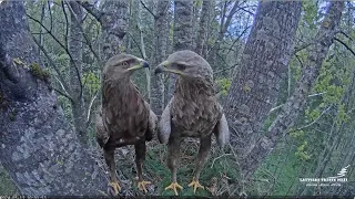 A new pair of  Lesser spotted eagles, a new beginning LVM Mazais ērglis Aizkuja, apse 2