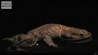 Lizard Decomposing Timelapse | Earth Unplugged