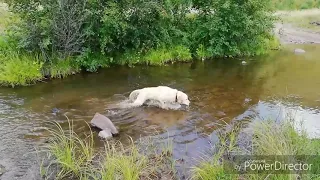 Собака купается в речке)